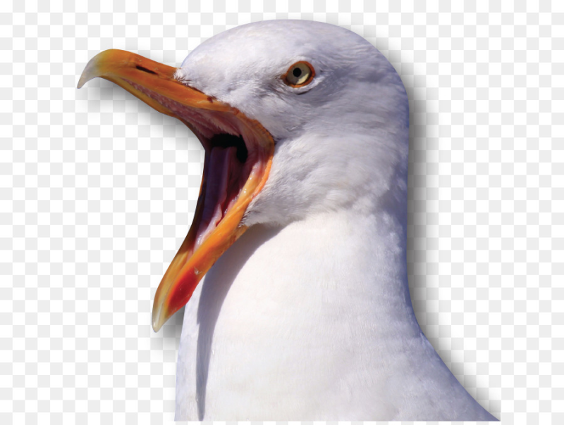 Кричащая Чайка