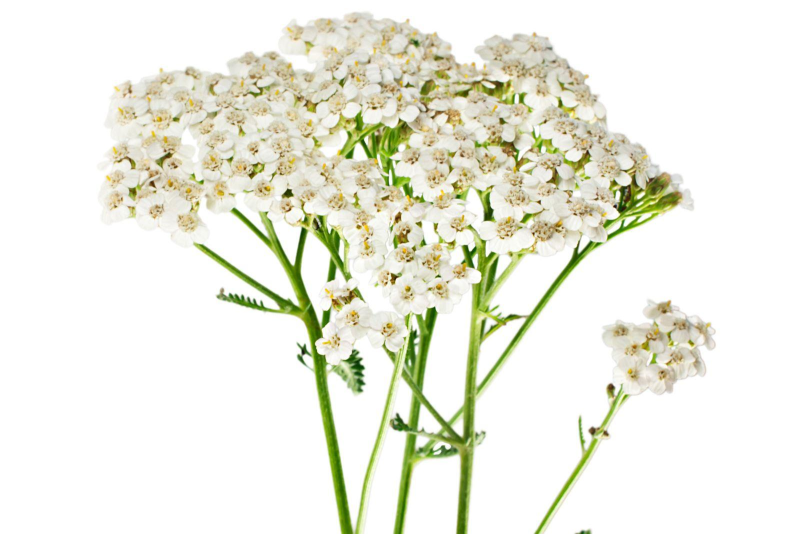 Тысячелистник обыкновенный