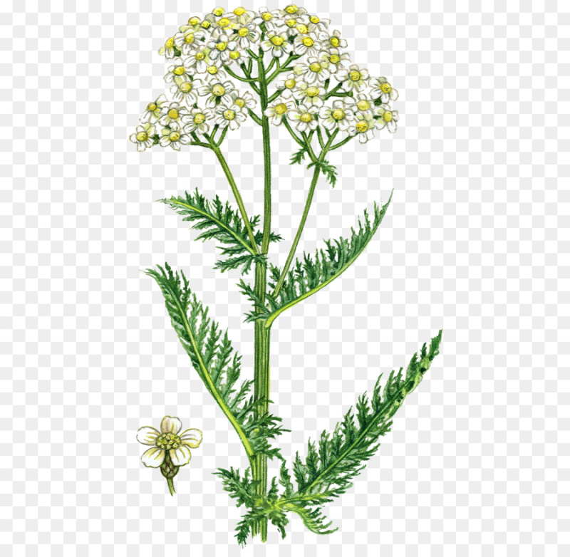 Тысячелистник обыкновенный стебель