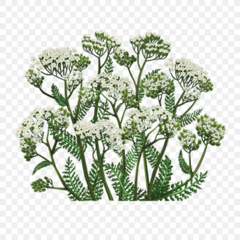 Тысячелистник обыкновенный