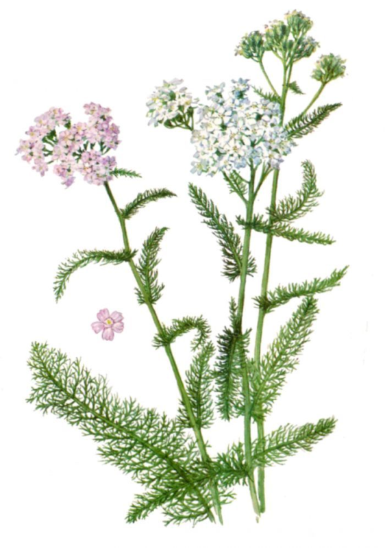 Тысячелистник Уолтер Фанки