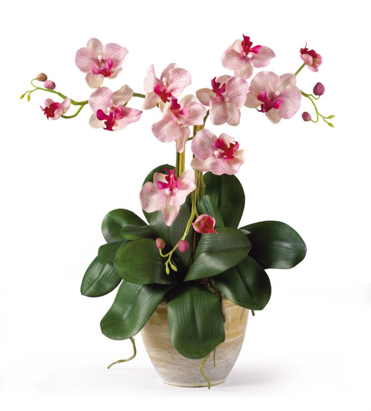 Орхидея фаленопсис Мелоди