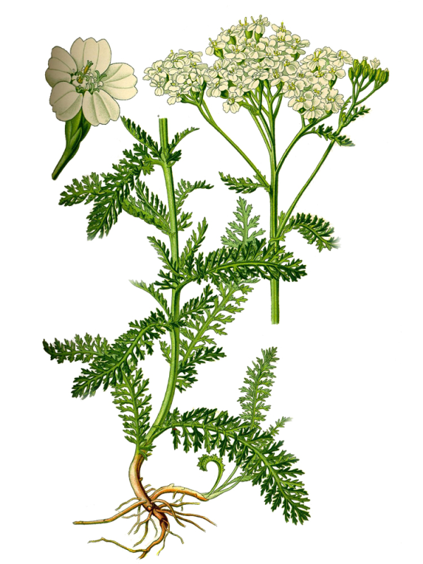 Тысячелистник обыкновенный (millefolii herba)