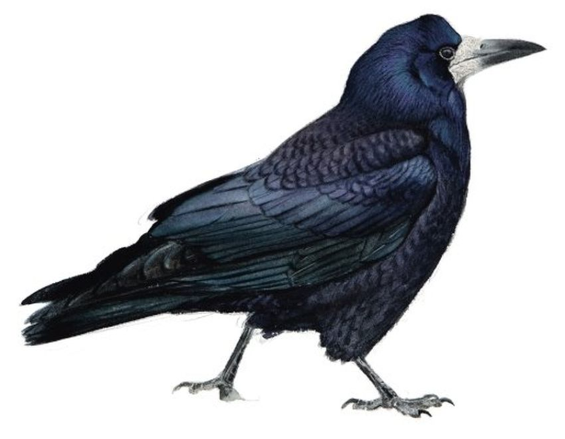 Грач птица на белом фоне