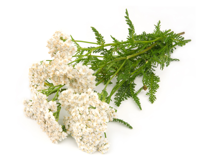 Гидролат тысячелистника