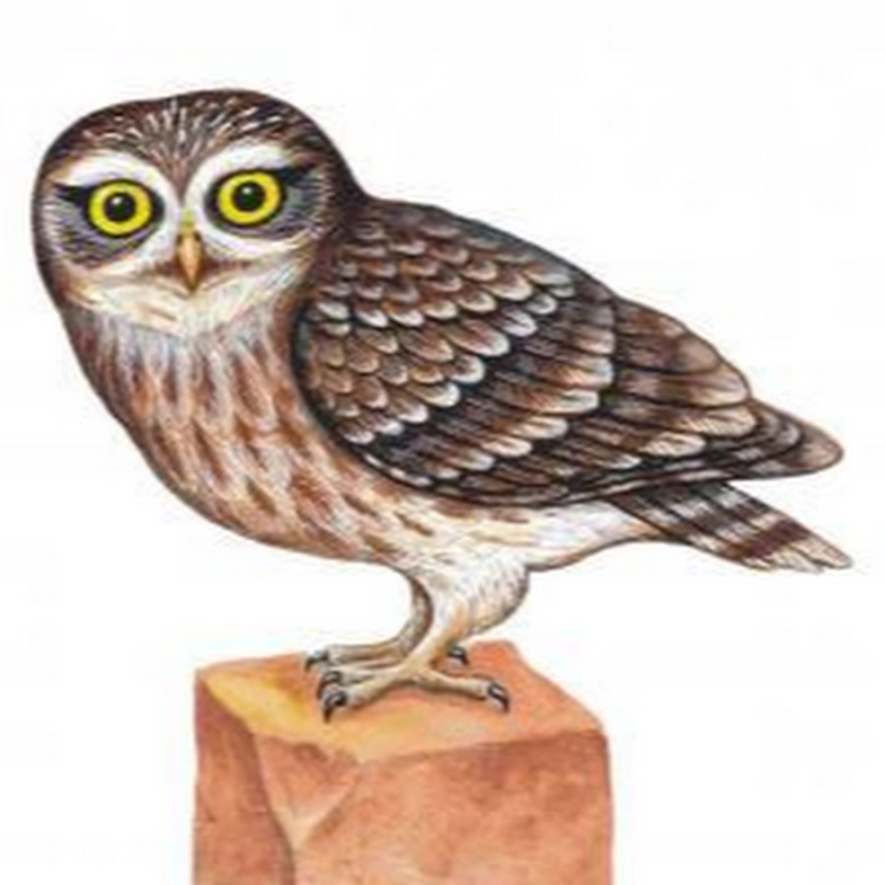 Филин рисунок