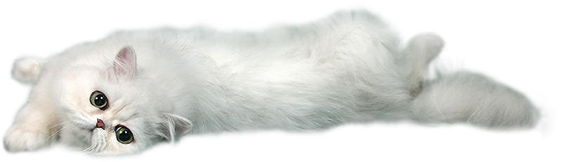 Белый котенок