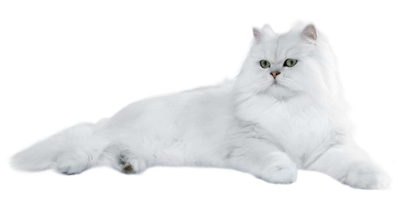 Кошка на белом фоне