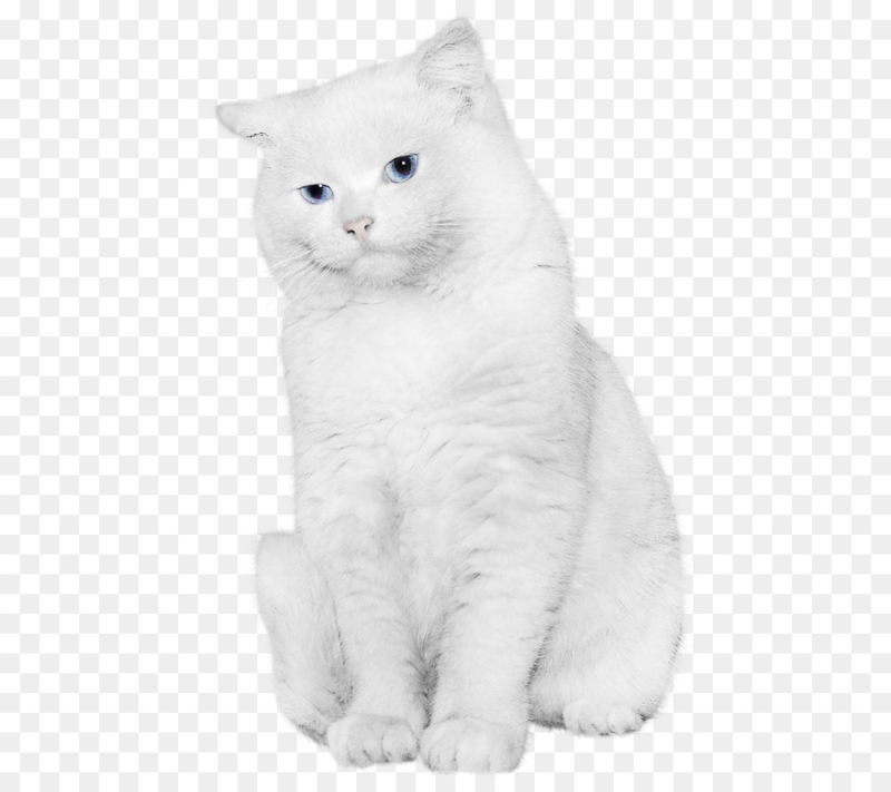 Кошка на белом фоне