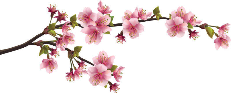 Цветущая ветка на белом фоне