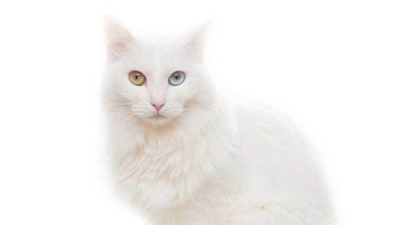 Турецкая ангора белая