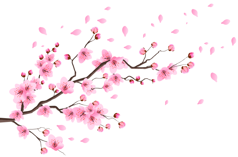 Sakura ветка
