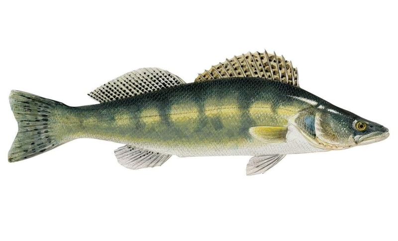 Судак рыба Речная