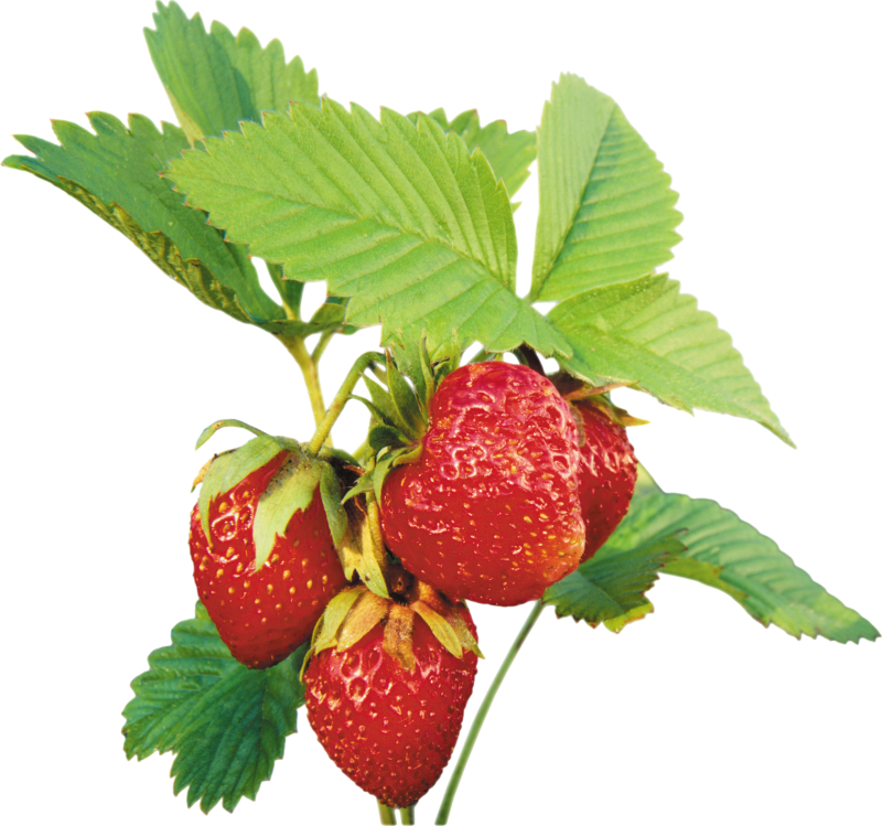 Земляника на белом фоне