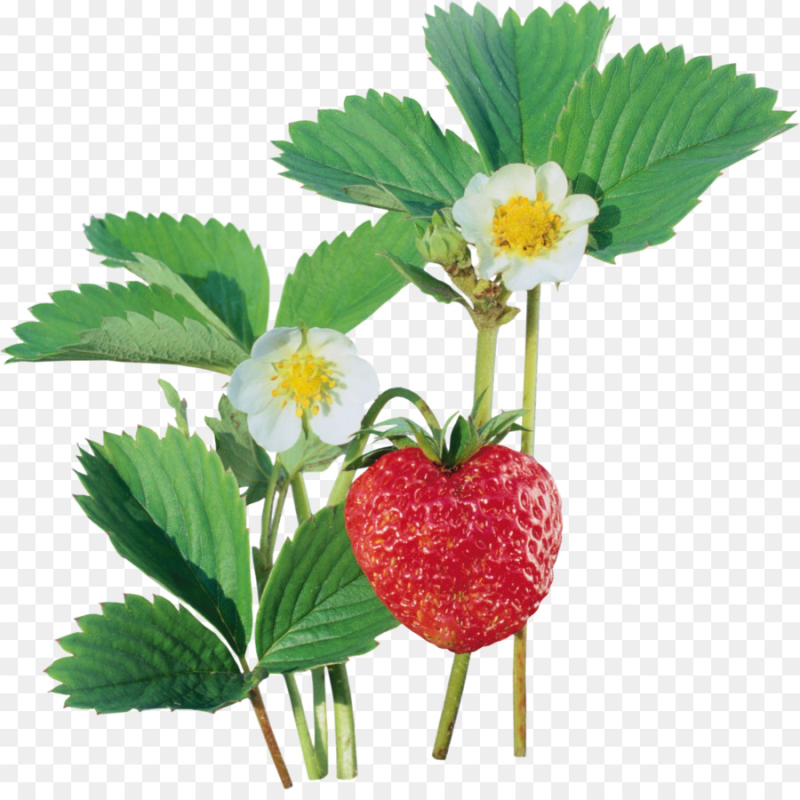 Земляника Лесная кустик