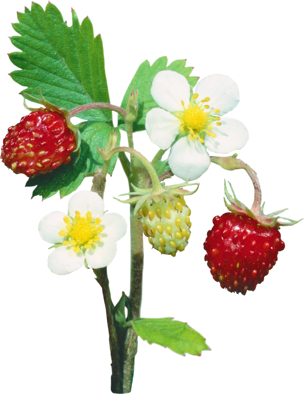 Клубника на белом фоне