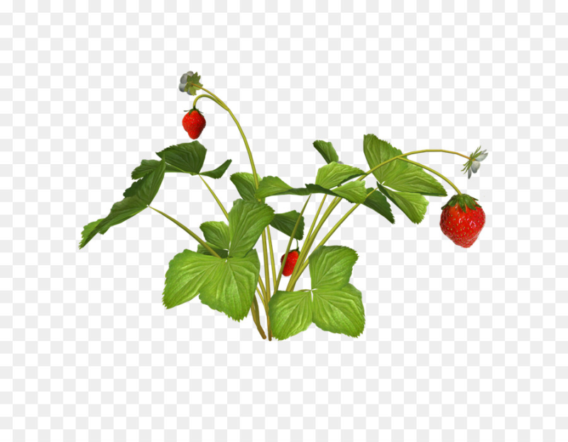 Кусты земляники и малины