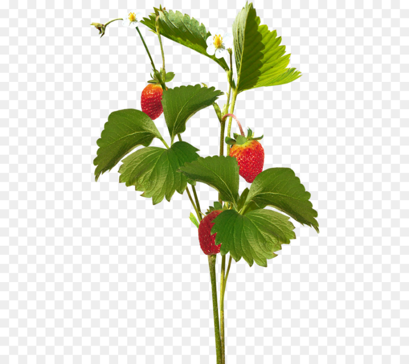 Кусты земляники и малины