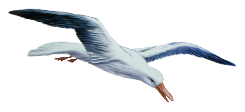 Чайки на белом фоне