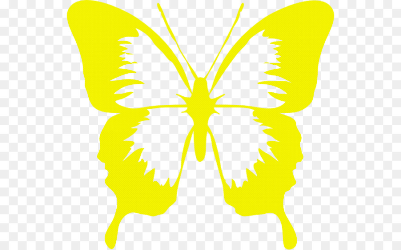 Желтая бабочка на белом фоне