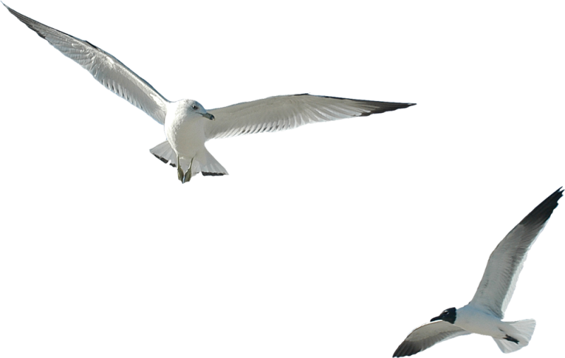 Птица летит на белом фоне