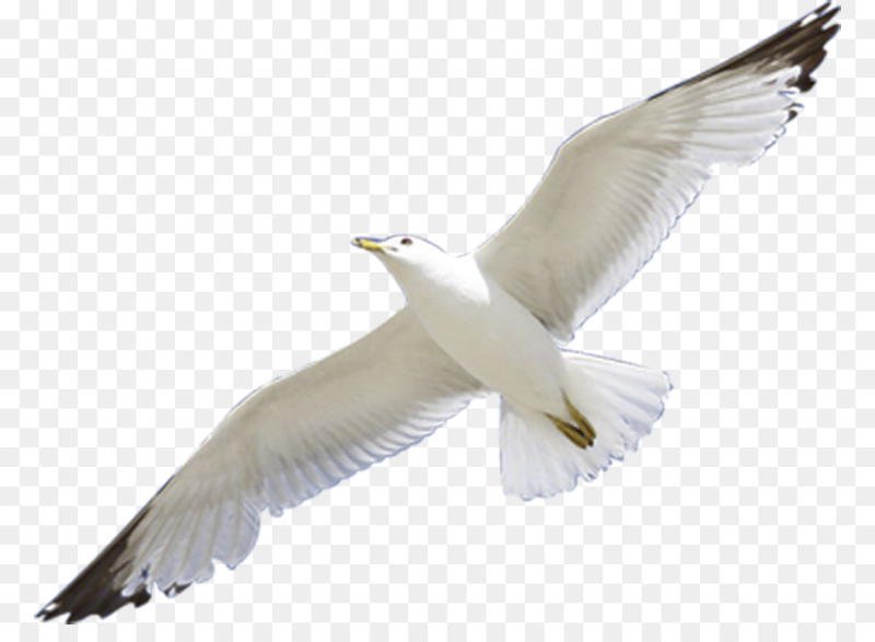 Птицы полёт на белом фоне