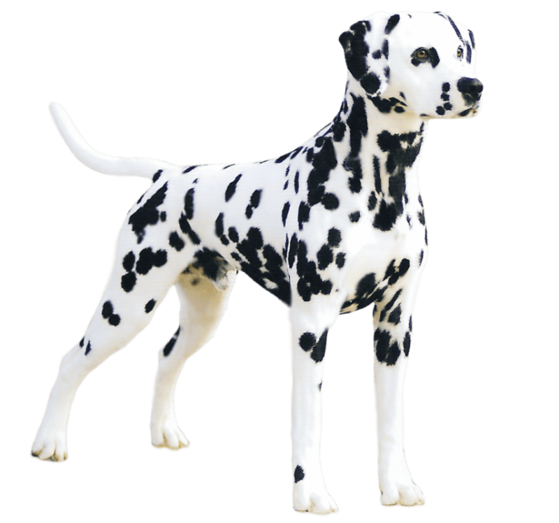 Далматинец щенок