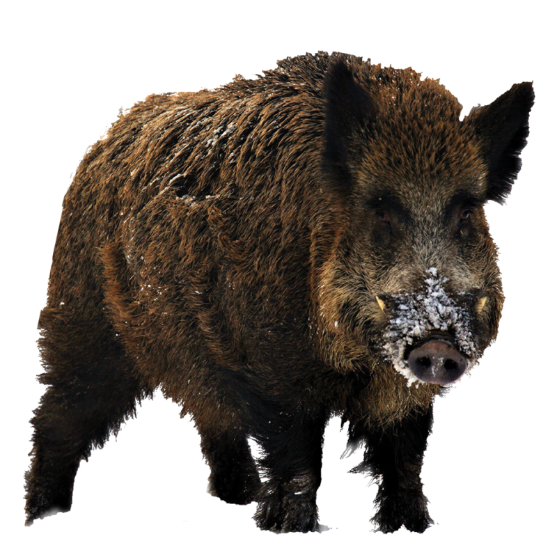 Дикий кабан