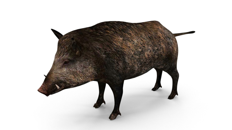 Дикий кабан на белом фоне
