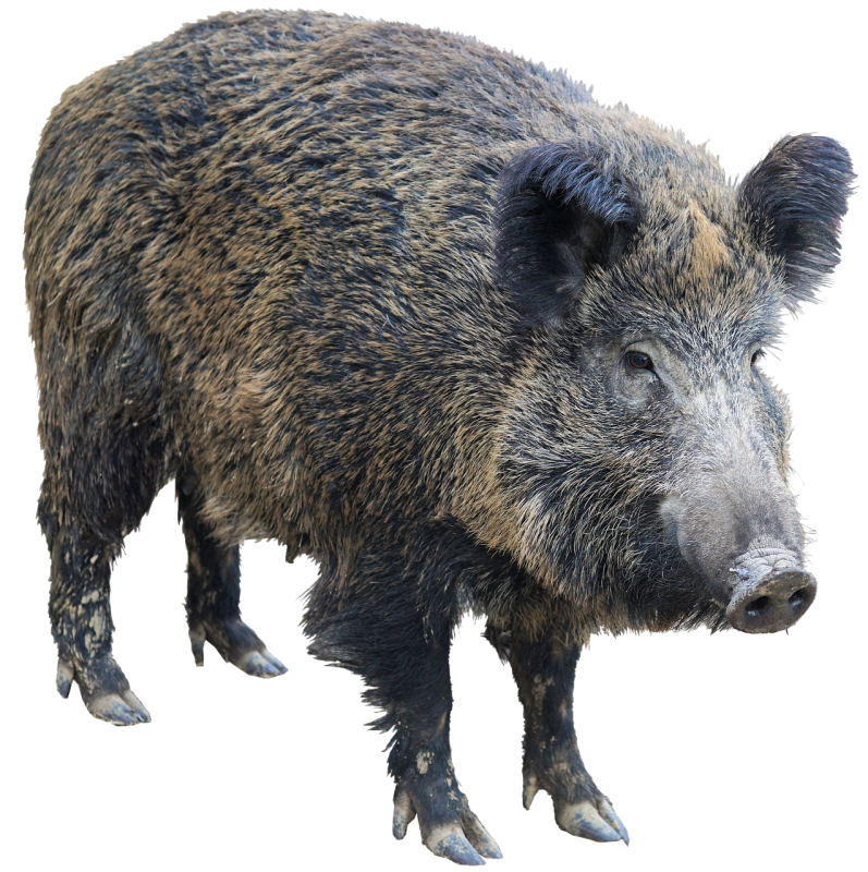 Дикий кабан на прозрачном фоне