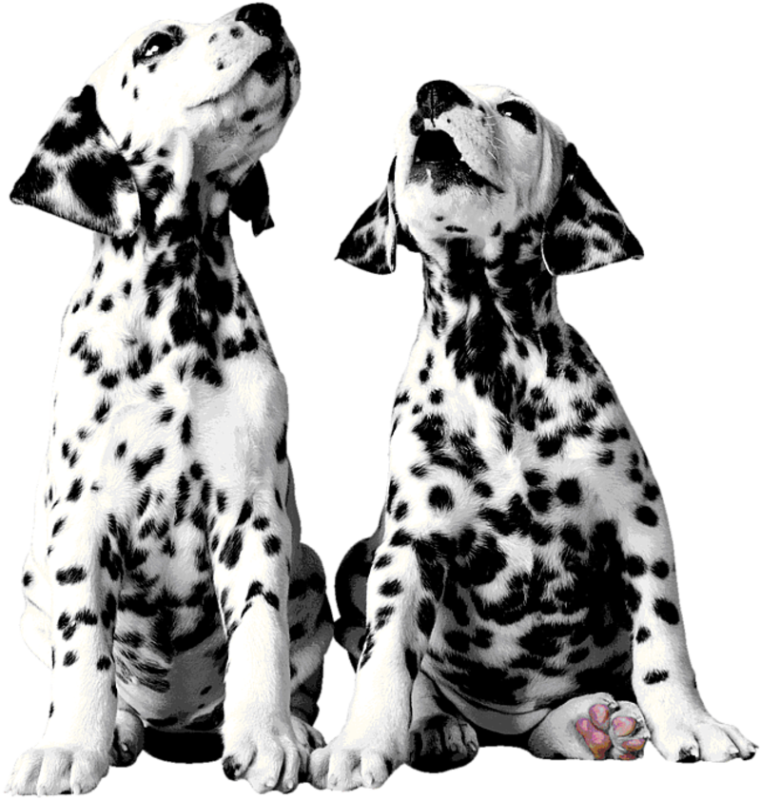 101 Далматинец