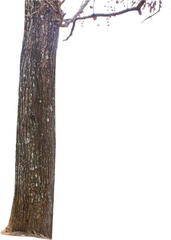 Дерево без веток