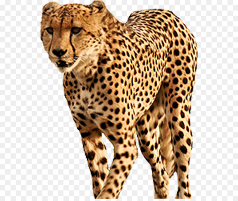 Звери на белом фоне