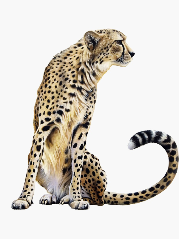 Леопард Оцелот Ягуар