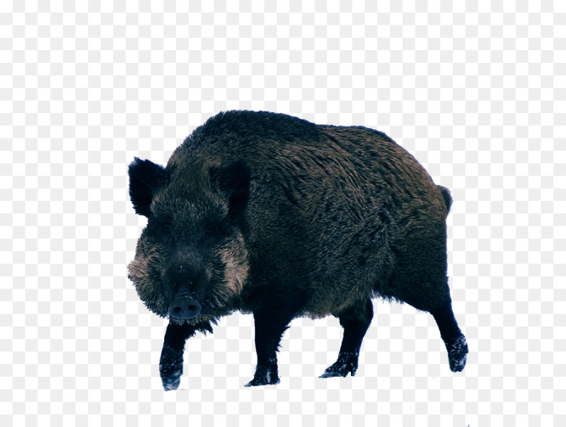 Кабан без фона
