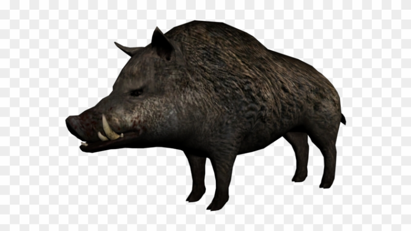 Дикий кабан на белом фоне