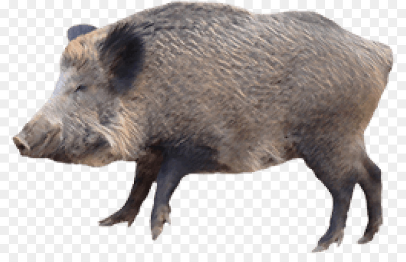 Кабан на белом фоне для детей