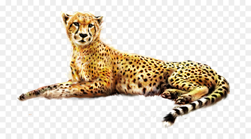 Гепард лежит на белом фоне