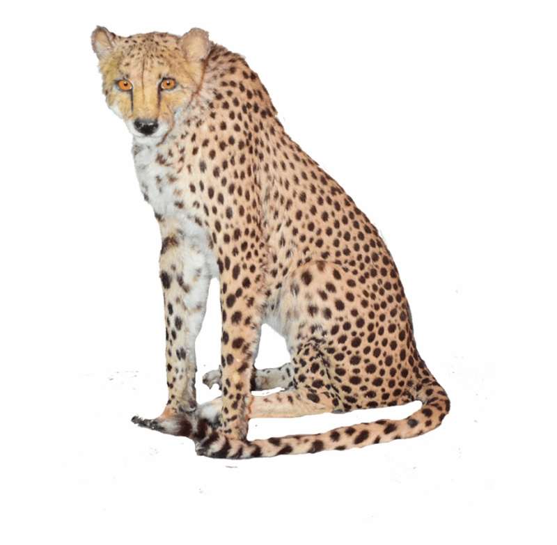 Cheetah на белом фоне