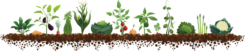 Грядка на белом фоне