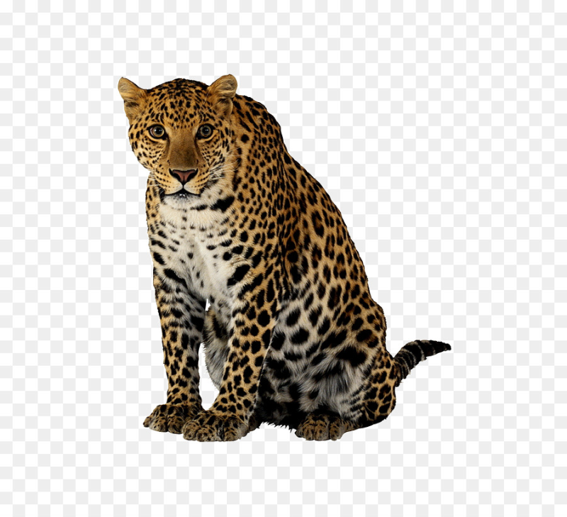 Леопард гепард Ягуар