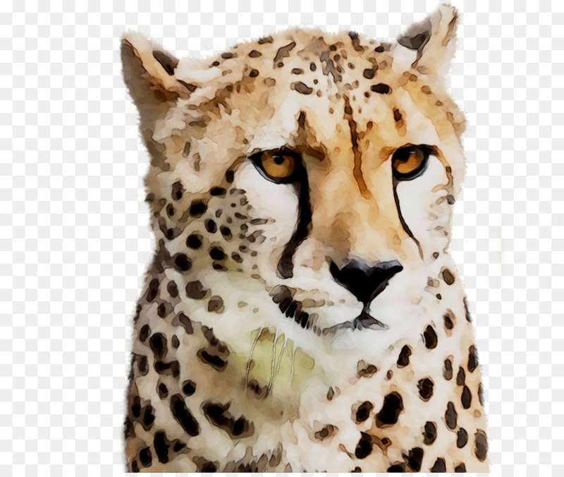 Голова гепарда