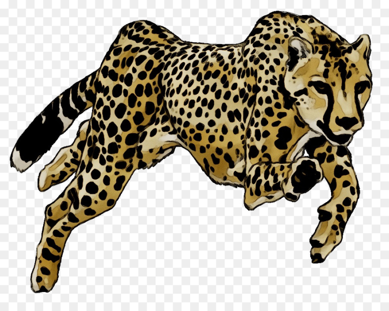 Леопард на белом фоне