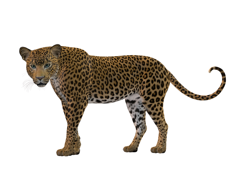 Леопард на белом фоне