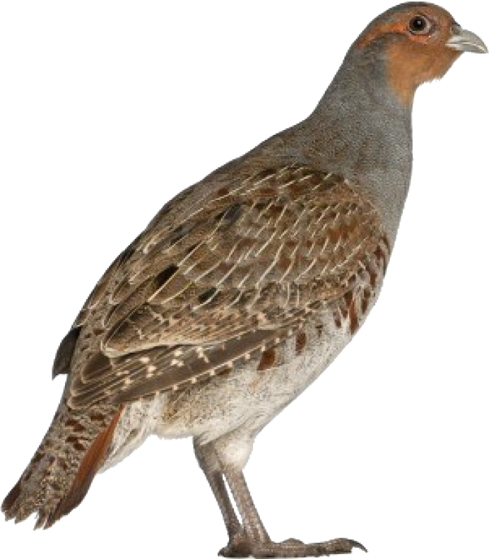 Серая куропатка на белом фоне