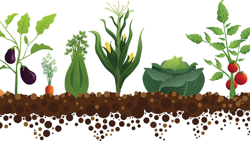 Огород на прозрачном фоне