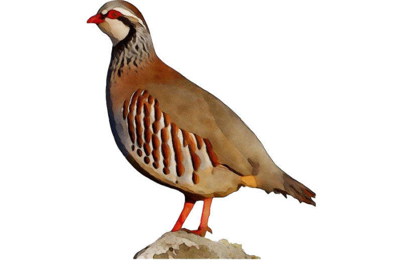 Кеклик на белом фоне