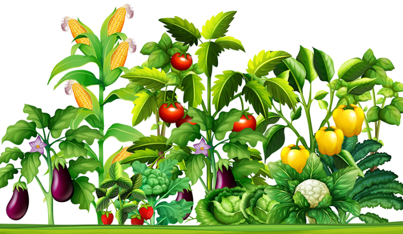 Огород на белом фоне