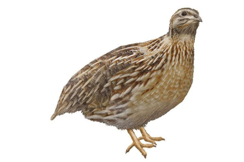 Перепелка ребенок