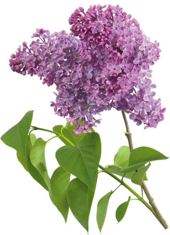 Веточка сирени